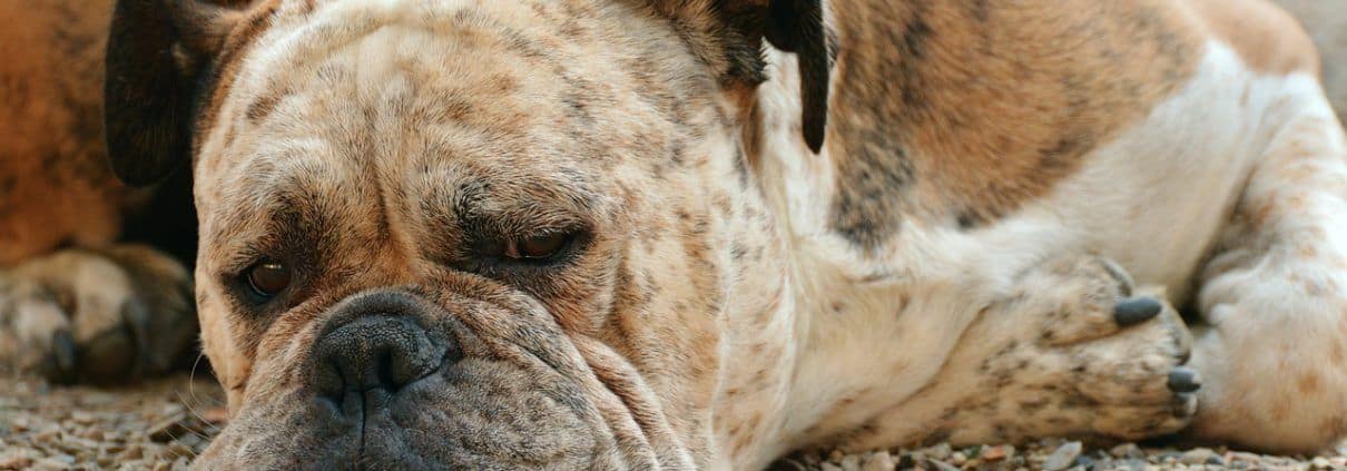 Apporti in natura nelle società di capitali e relazione giurata di stima