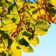 leaves