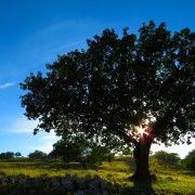 tree-2